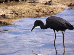 black bird on the coast in Thailand