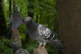 portrait of pigeons are sitting on the rocks