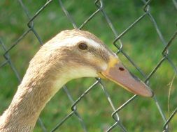 duck profile