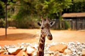 portrait a giraffe in zoo