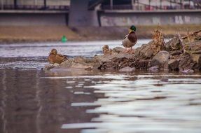 ducks standing on the riverside