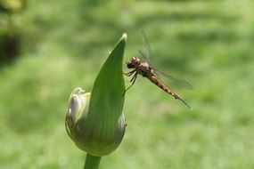 dragonfly on a bud of a plant close up on a blurred background