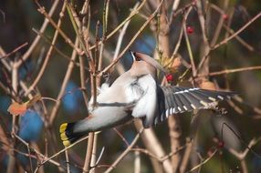 flying bohemian waxwing