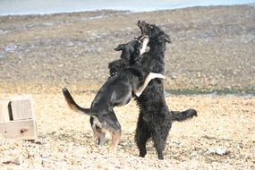 Dogs Play on the beach on a sunny day