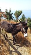 brown donkey in Greece