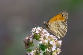 Garden summer Butterfly