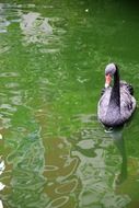 Swan in green lake