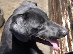 happy, beautiful and cute black dog on the street in light