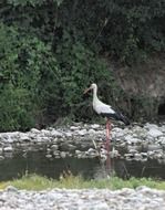 white stork on the riverside