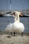 Two swans near the water