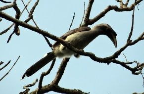 indian grey hornbill in wildlife