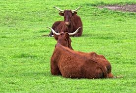 resting livestock