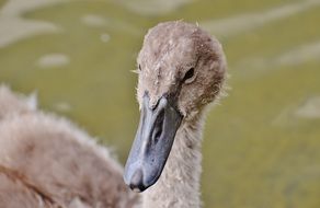 portrait of a cygnet