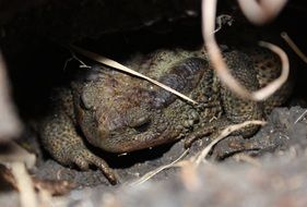 Toad in nature