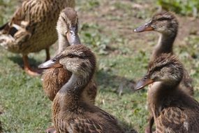 domestic ducks on the lawn