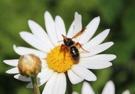 honey bee on the daisy