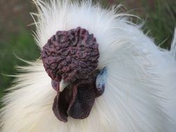 fluffy chicken with an unusual head close-up on blurred background