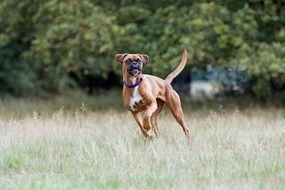 cute dog boxer running through the grass