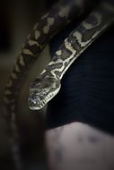 macro photo of carpet snake