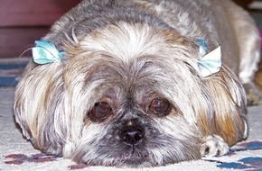 Domestic sadly puppy with blue ribbons