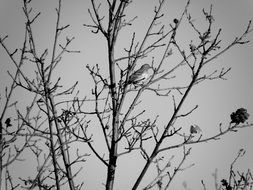 Bird on tree, Black And White