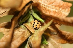 Ladybug on a leaf