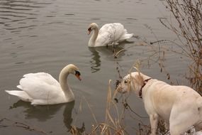 picture of the swans in the river