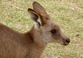 kangaroo in wildlife in australia