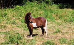 brown white pony on the pasture