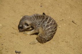 Meerkat Dig Sand