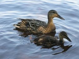 picture of the ducks in a water