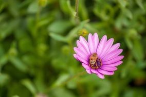 pink flower on a background of green plants