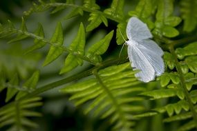 transparent butterfly in nature