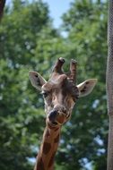 portrait of a giraffe on a sunny day