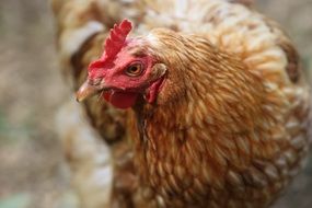 red domestic chicken closeup