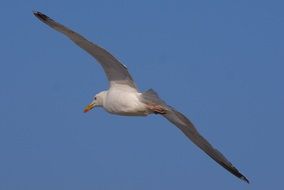 gull in flight in blue sky