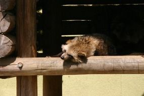 sleeping animal in the zoo