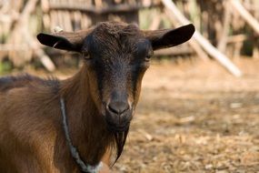 domestic goat on a farm near the fence