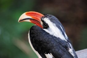 tropical hornbill