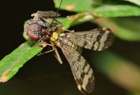 ckoseup of a scorpionfly