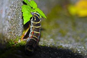 Caterpillar eating green leaf