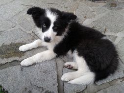 Border Collie Dog on a street