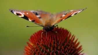 butterfly sitting on the red flower