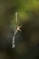 spider on a web on a blurry green background