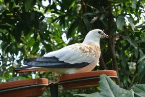 white with black Seagull sits in garden