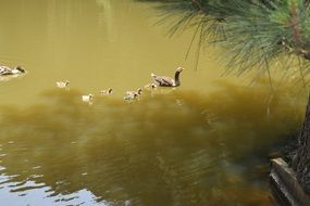 Ducks with ducklings on Lake