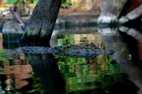 crocodile is floating on the water