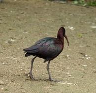 glossy ibis outdoor