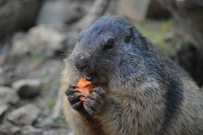 Marmot Belgium Animals