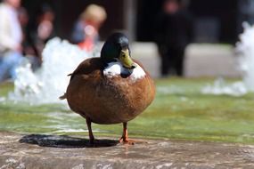 pleasing Duck Mallard Water